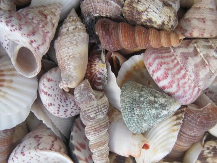 Mušle Shell mix large 100 g