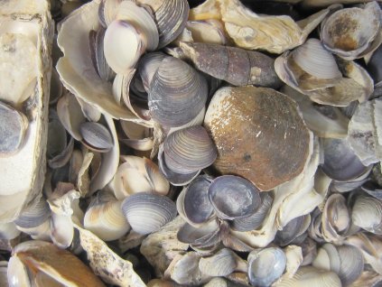 Mušle Shell mix 820 g
