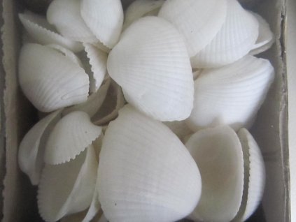 Mušle Clam rose shell 290 g bílá