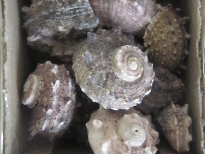 Mušle Delphinula laciniata 230 g