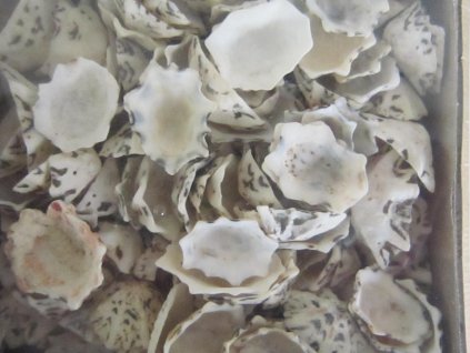 Mušle Patella sacharina 300 g