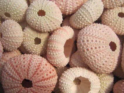 Alfonso urchin růžový 1 ks