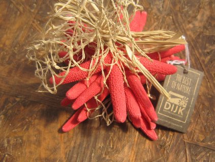 Hvězdice mořská síťka sada korálově červená 6 ks