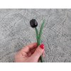 0008840 dreveny tulipan malicky cerny