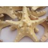 0009885 morska hvezdice prirodni 1 ks