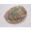 0006810 musle haliotis pulcherina 1 ks