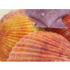 0006763 musle pecten nobilis color 1 kg