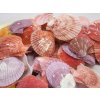 0006764 musle pecten nobilis color 100 g