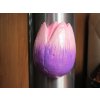 0000265 tulipan magnet fialovoruzovy