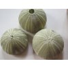0011580 musle alfonso urchin zeleny nahac 17 ks