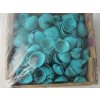 Mušle Clam rose shell 150 g tyrkysová