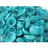 Mušle Clam rose shell 150 g tyrkysová