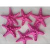 Hvězdice Rhinoceros Starfish - hvězdice mořská 6 ks růžová