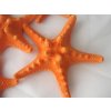 Rhinoceros Starfish - hvězdice mořská 1 ks oranžová