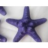 Hvězdice Rhinoceros Starfish - hvězdice mořská 1 ks fialová