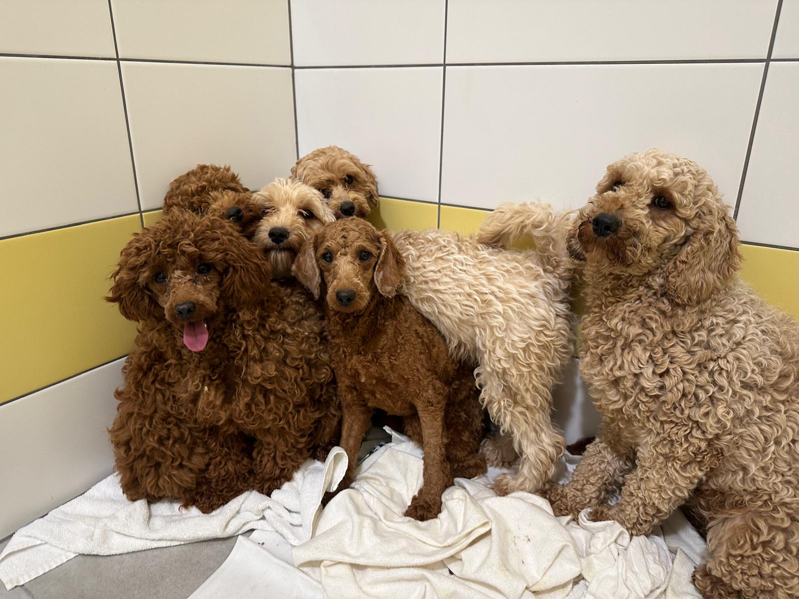 ❗️❗️❗️ZA JEDINÚ NOC SME PRIJALI 129 PSÍKOV❗️❗️❗️ ❌ ZACHRÁNENÍ Z PEKLA MNOŽIARNE ❌