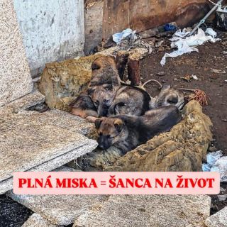❗️❗️PLNÁ MISKA = ŠANCA NA ŽIVOT❗️❗️ Obraciame sa na vás s prosbou o pomoc pre psíkov, na ktorých sa už príliš dlho zabúda....