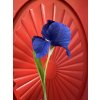 Iris (kosatec) papírová květina