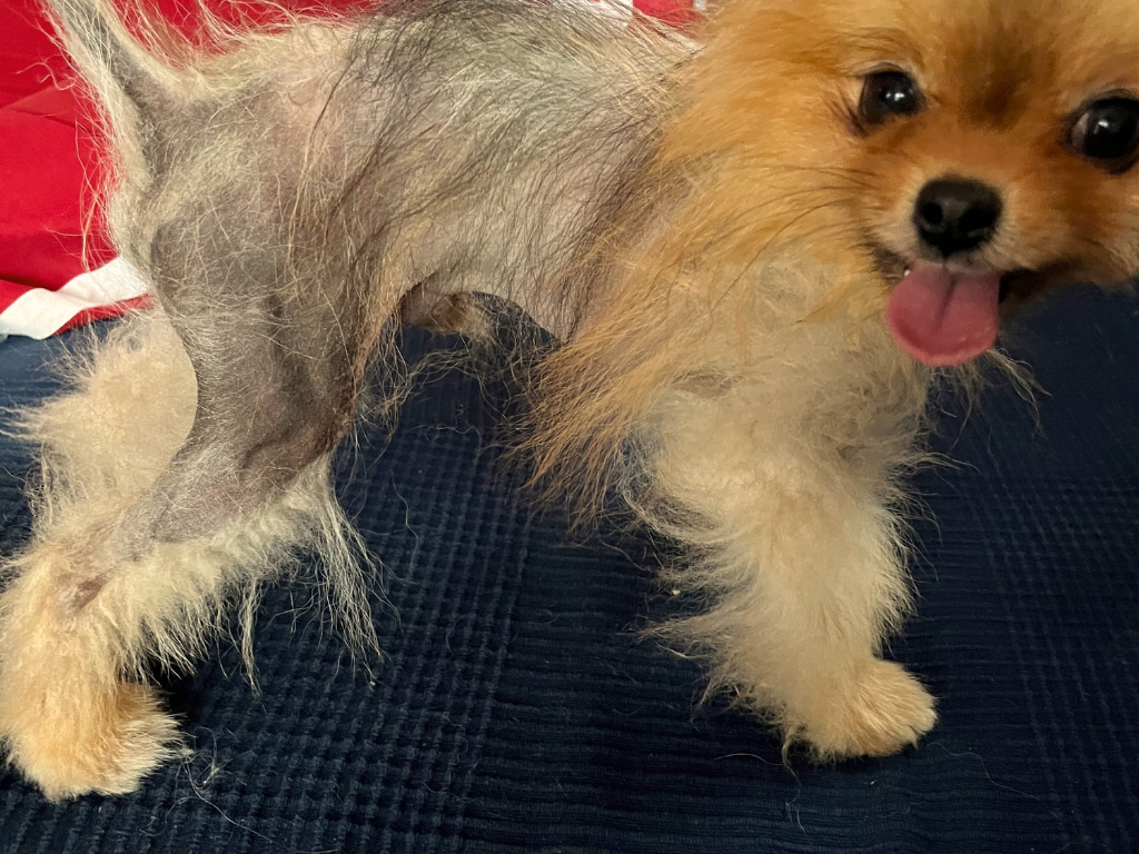 Alopecie u pomeraniana - moje osobní zkušenost