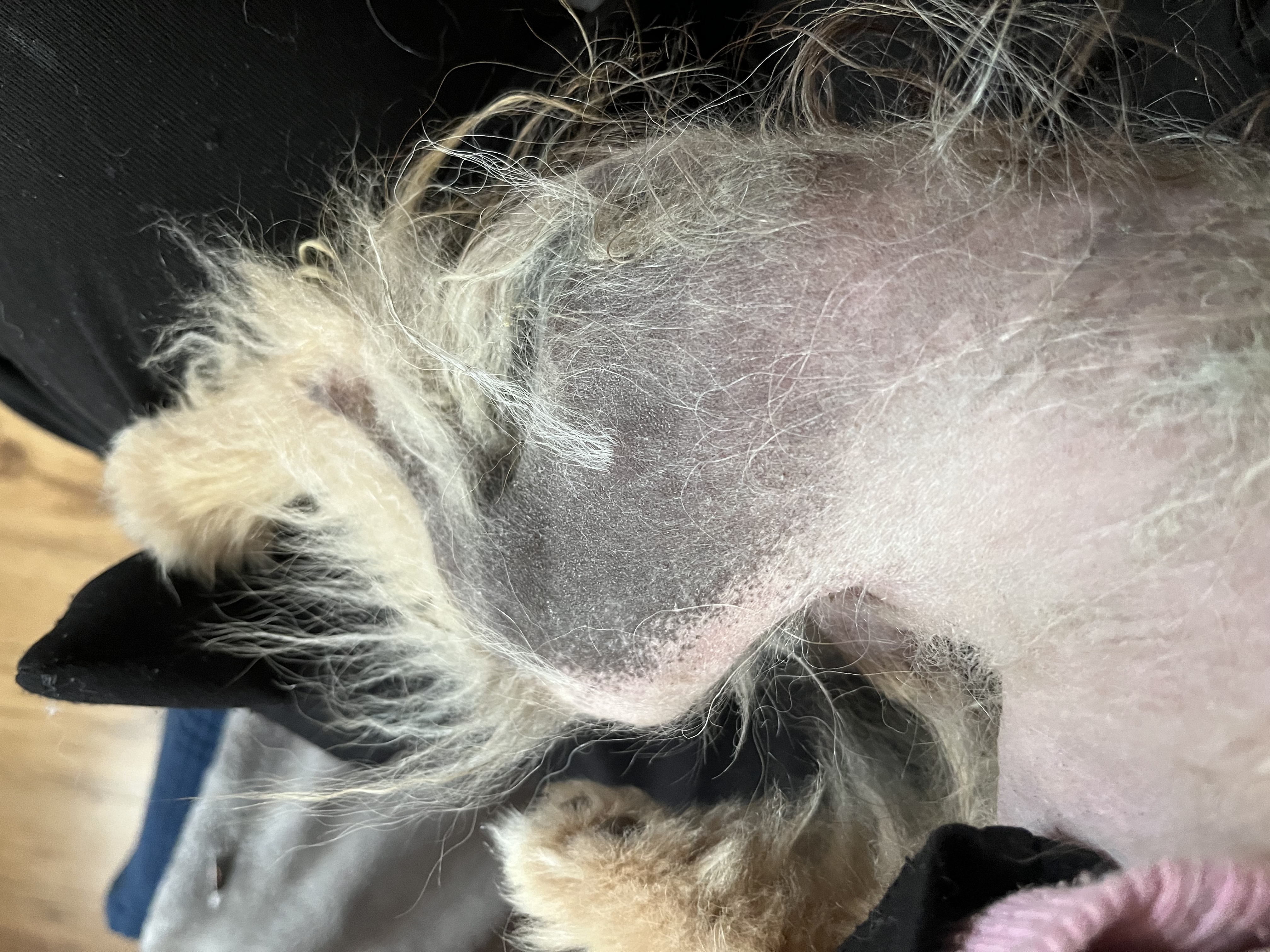 černá kůže alopecia pomeranian