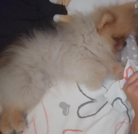 pomeranian šedá suchá srst