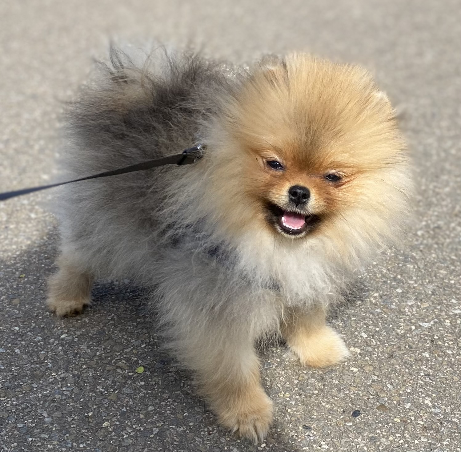 Pomeranian vatovitá suchá srst