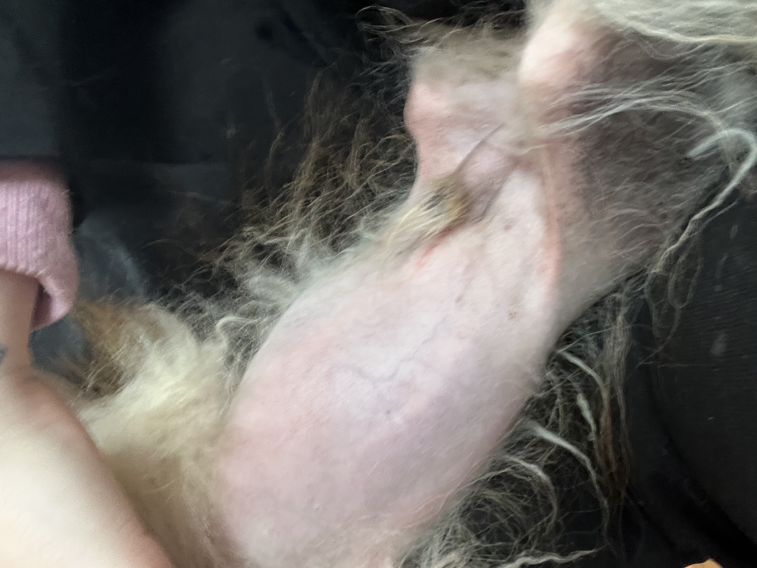 ztráta srsti pomeranian