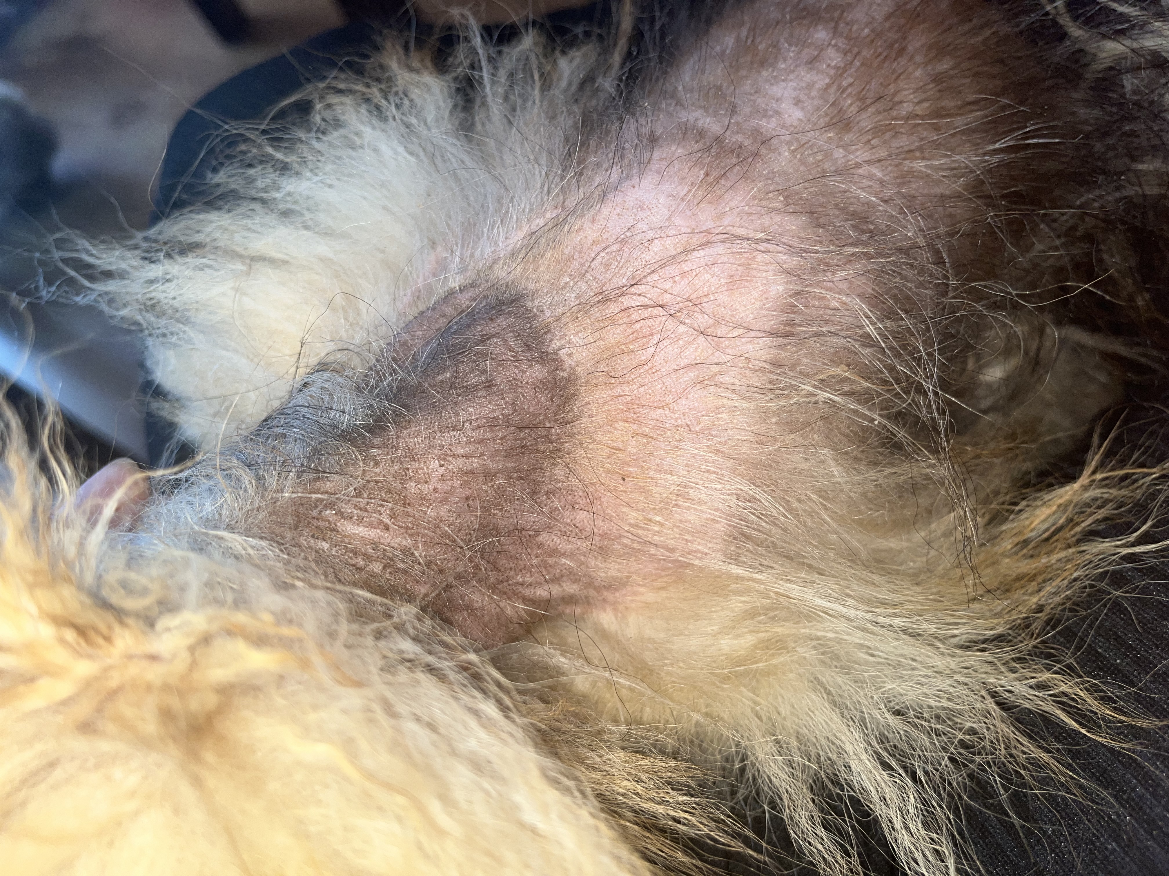 holá kůže pomeranian alopecia