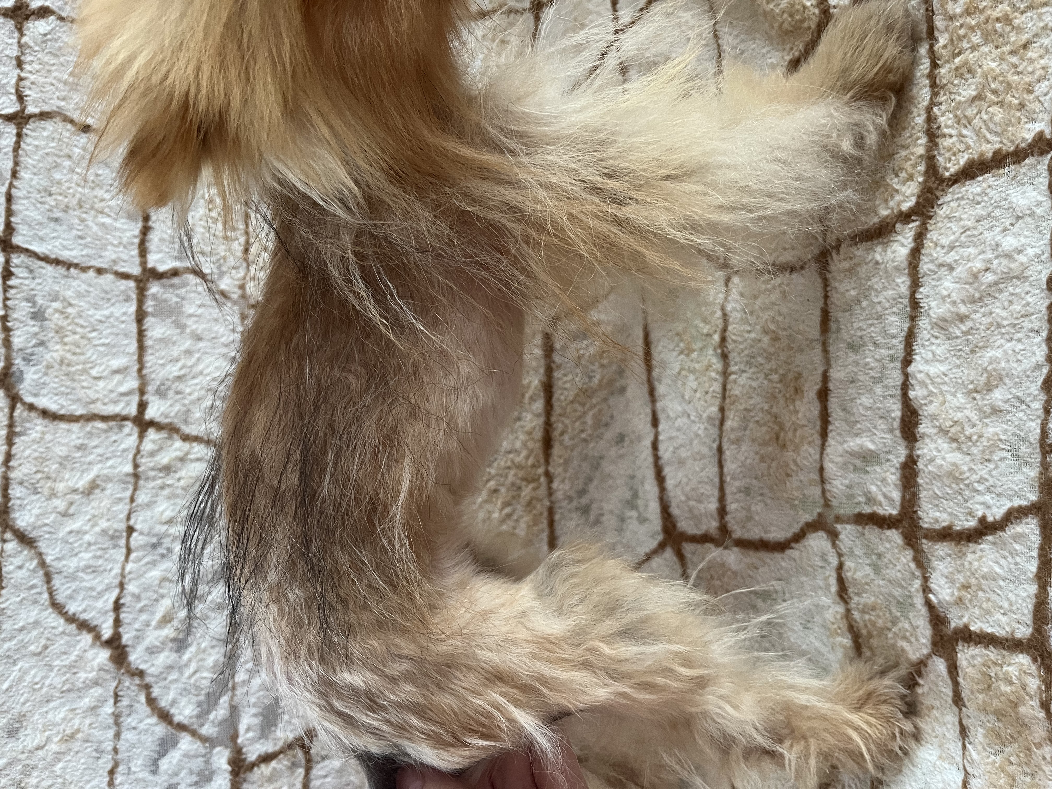 růst srsti alopecia pomeranian bsd