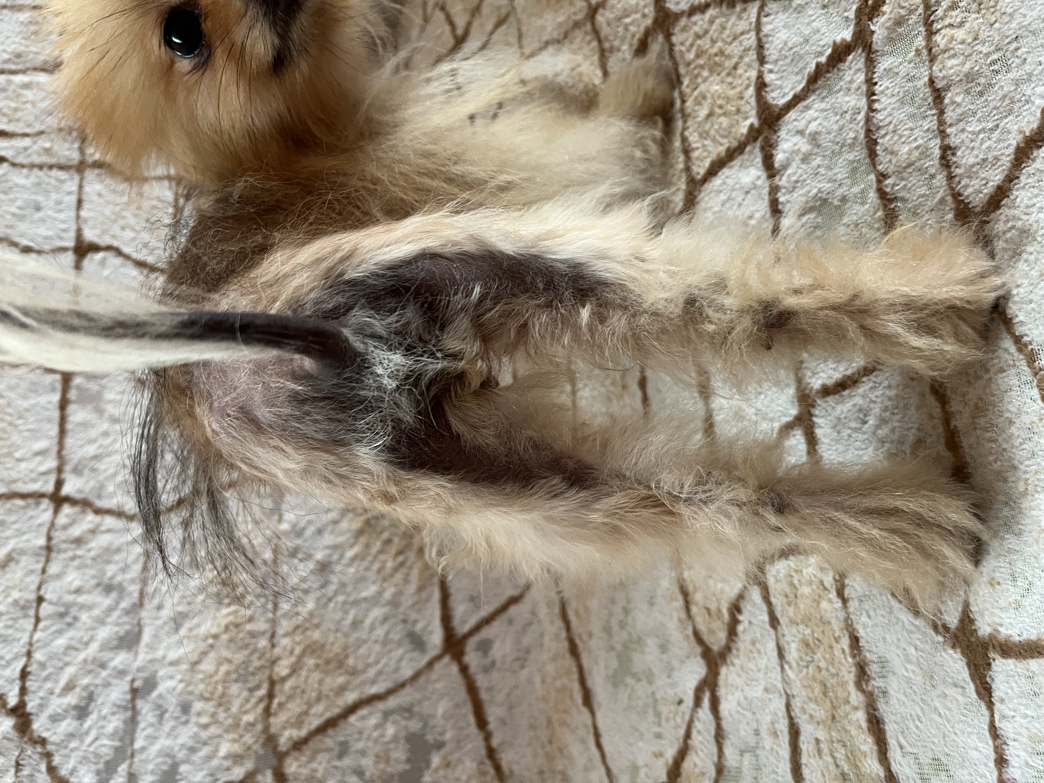 růst srsti alopecia pomeranian bsd černá kůže