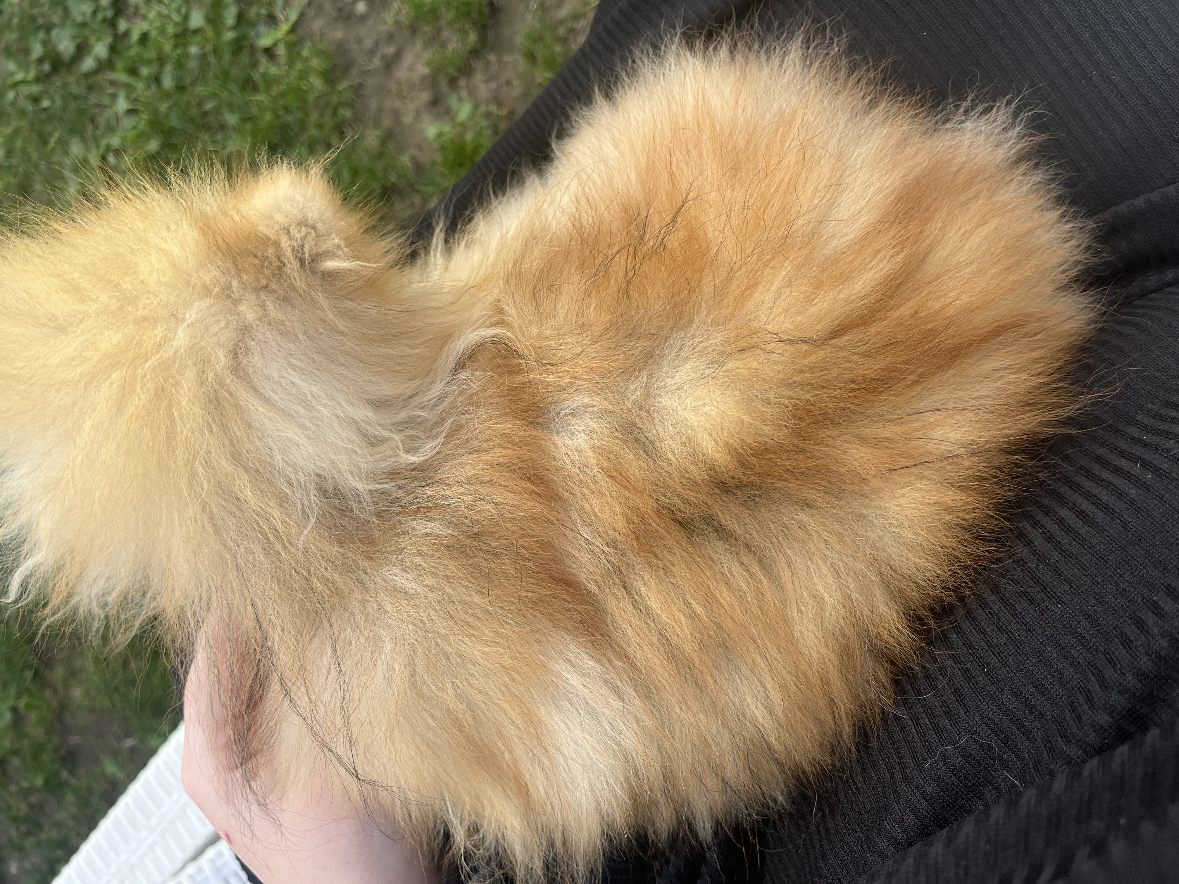 pomeranian alopecia