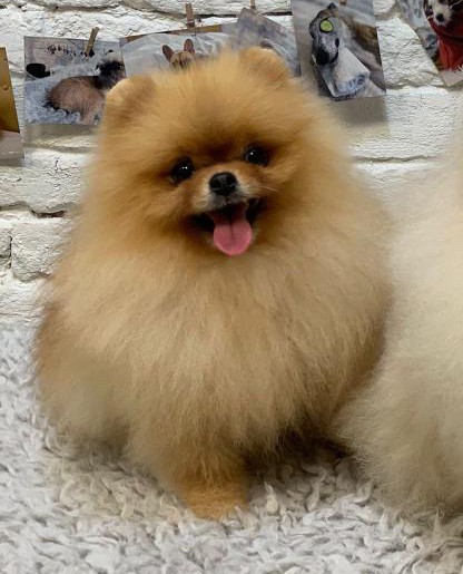 pomeranian růst srsti hydratace