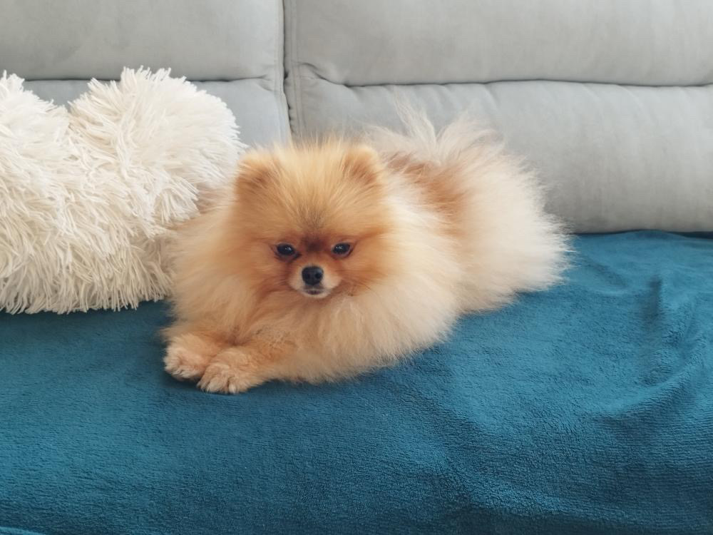 pomeranian růst srsti hydratace