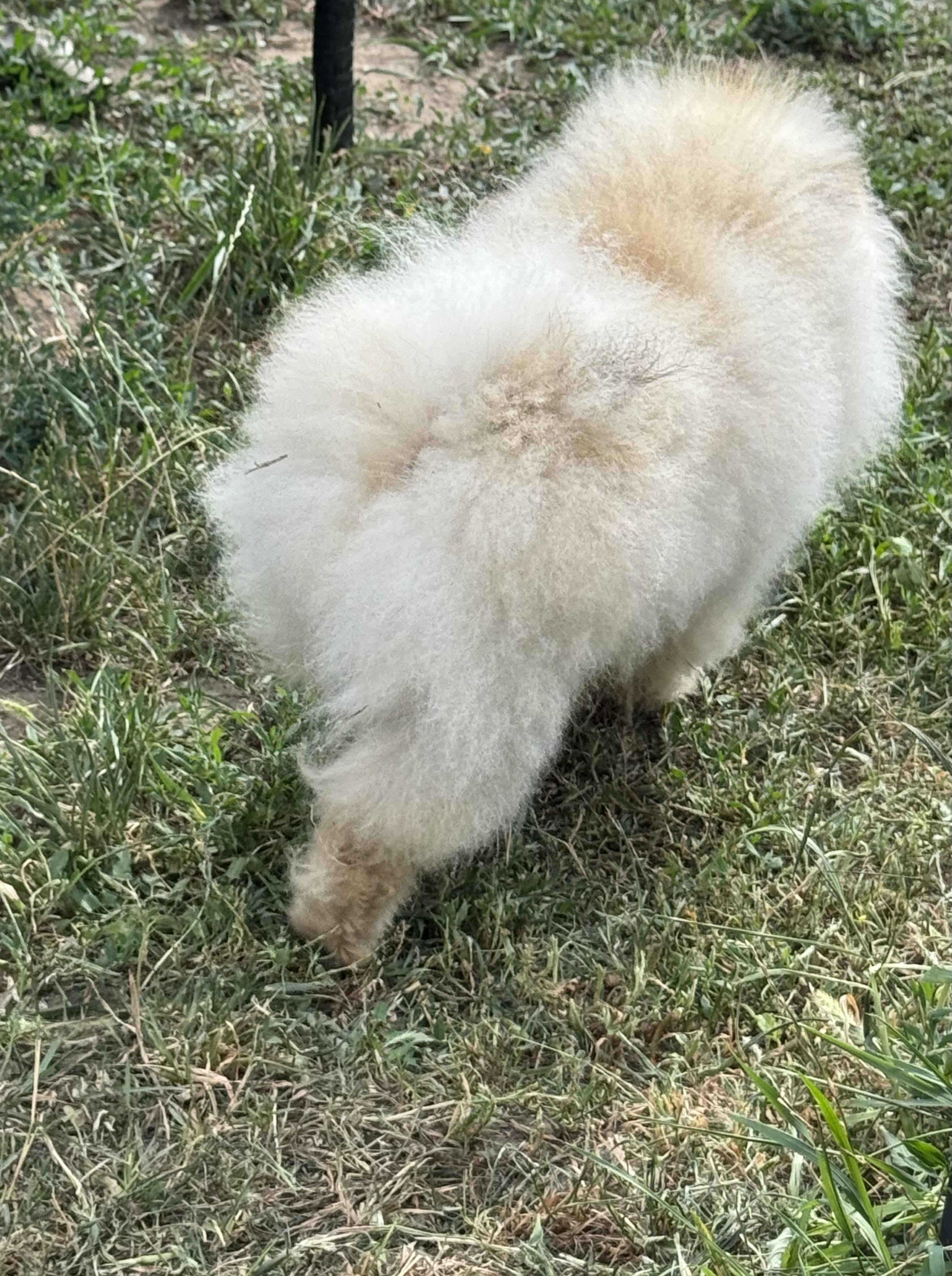 Pomeranian přesrťování - výměna srsti