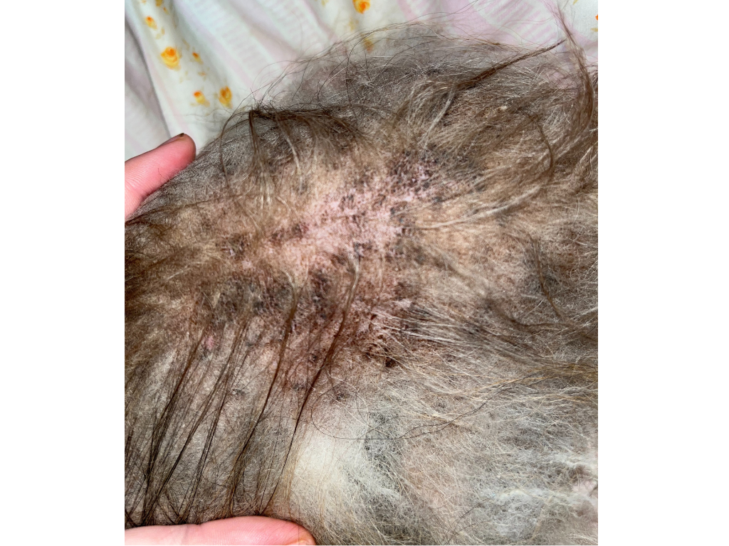 Kvasinky na kůži psa