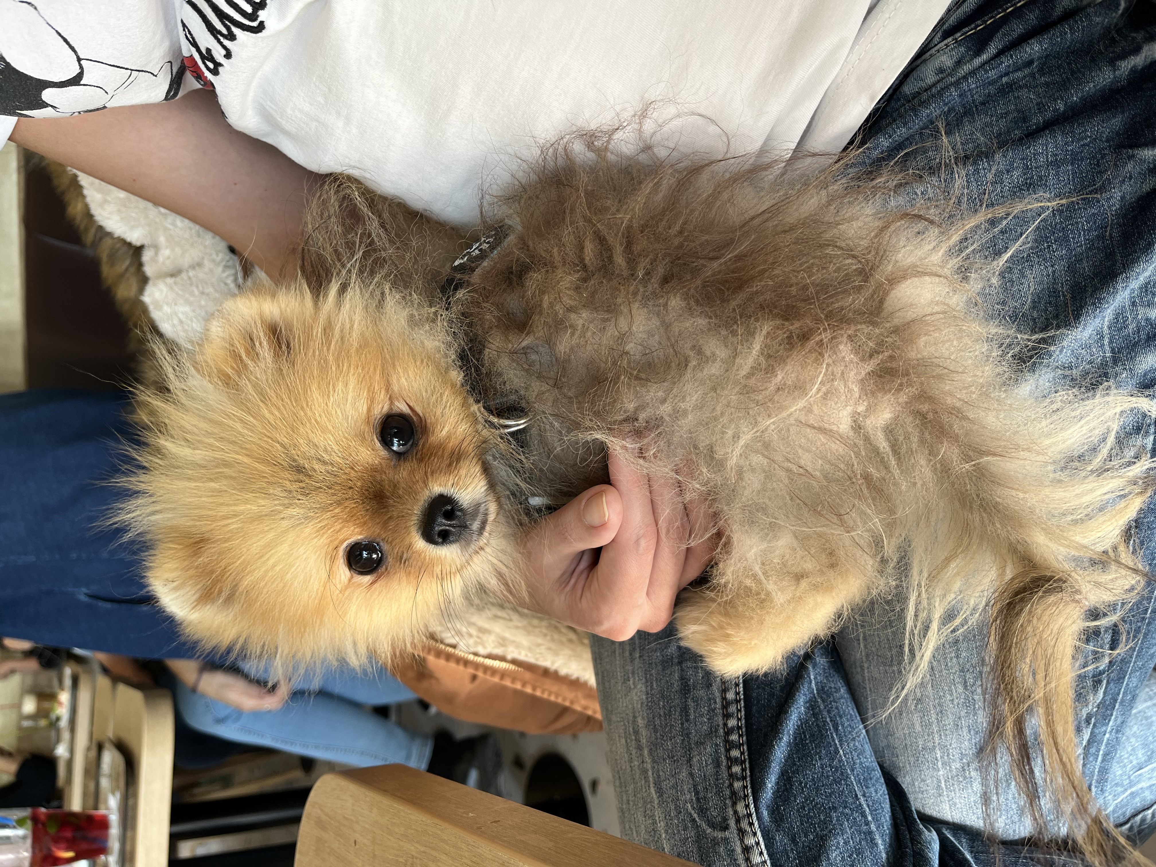 pomeranian alopecia X / BSD