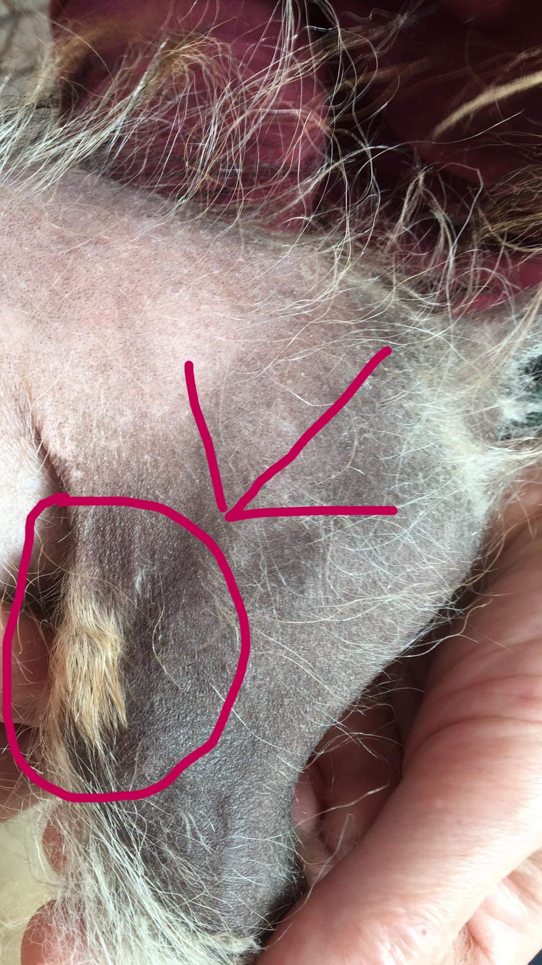 růst srsti pomeranian špic