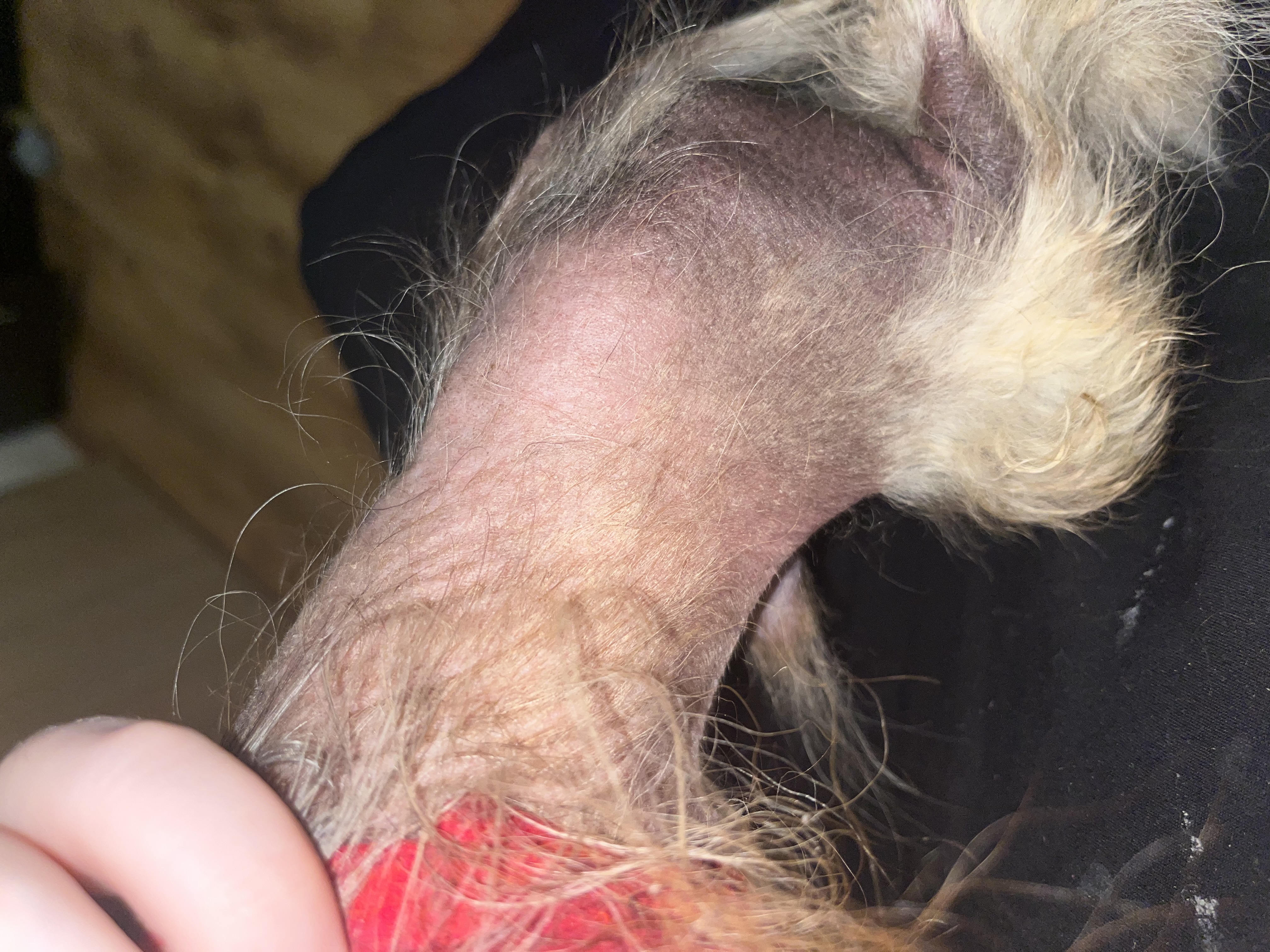 holá srst pomeranian alopecia