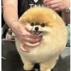 KURZ POMERANIAN 24.5. PRAHA