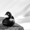 1080x1080 Duckonarock