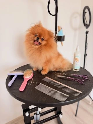 První modelka na mém novém stole pro úpravu pejsků✂️🩷. Nejroztomilejší babulka Katěnka (Katie)🥰. #czechpom...