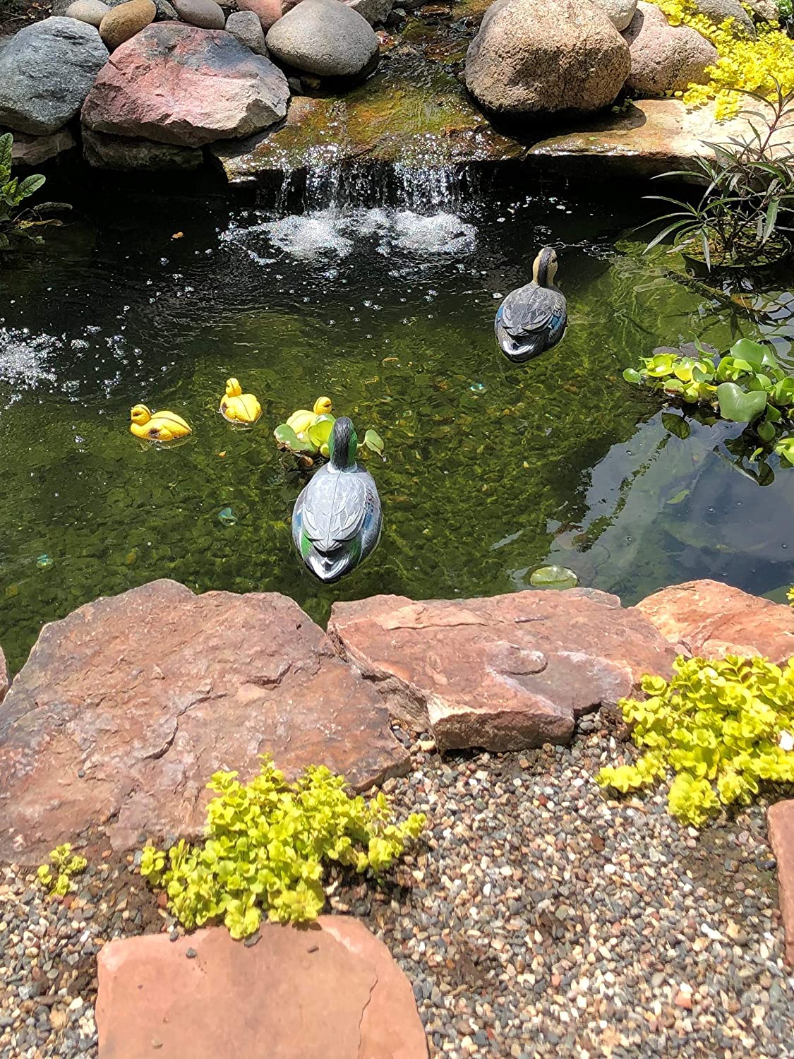 Pontec Divoká kachna