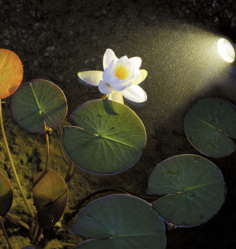 Pontec PondoStar Set 30