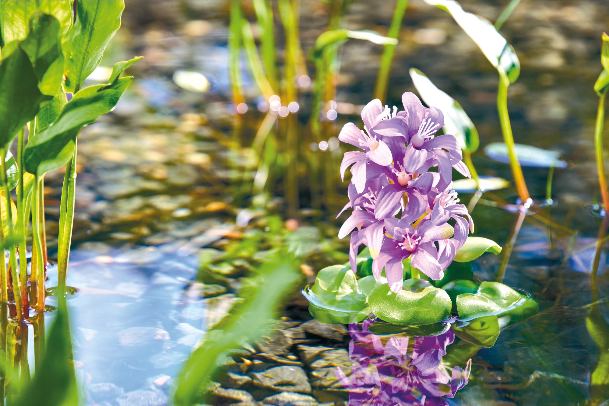 Pontec Rostlina do jezírka - hyacint