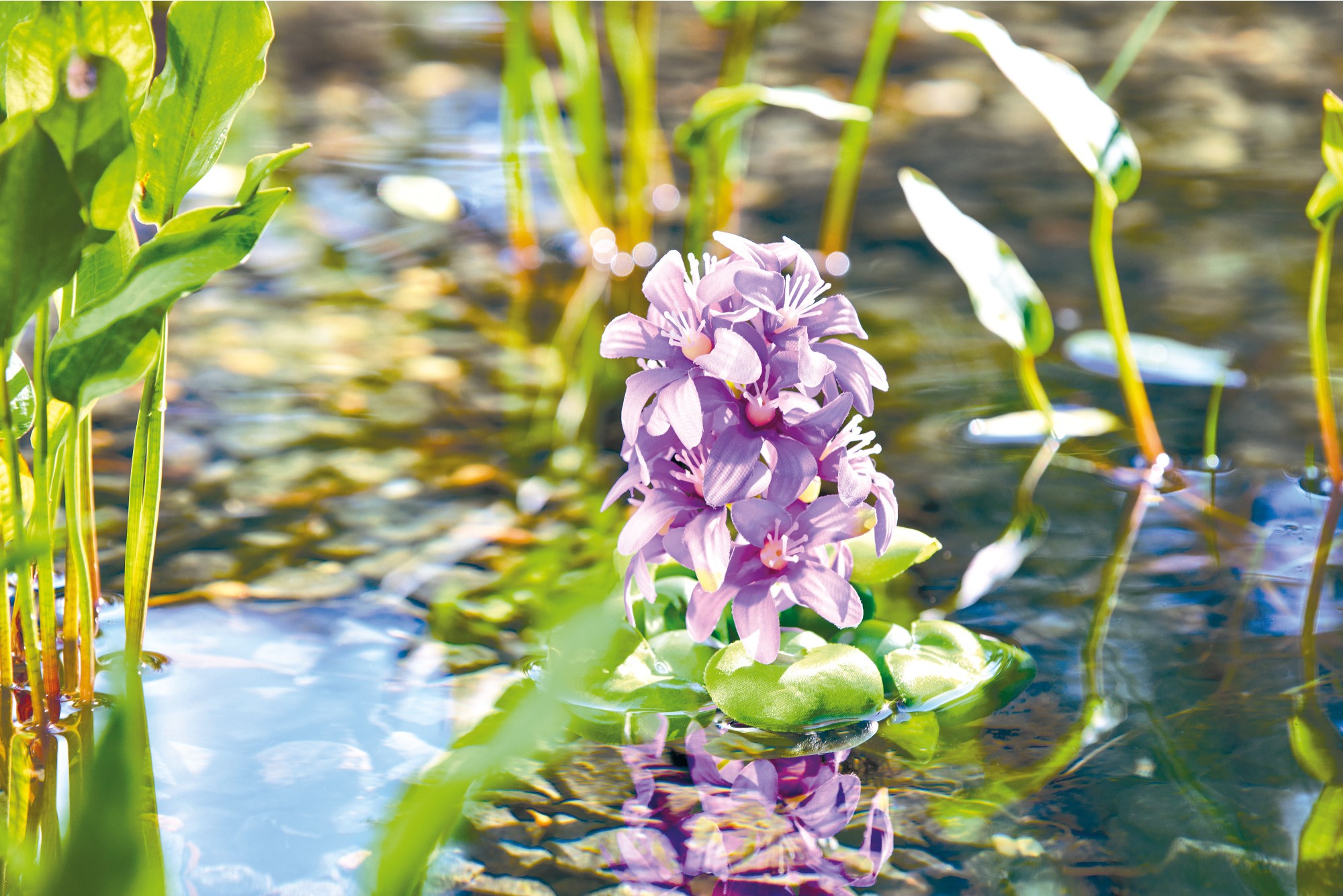 Pontec Rostlina do jezírka - hyacint