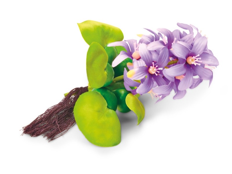 Pontec Rostlina do jezírka - hyacint