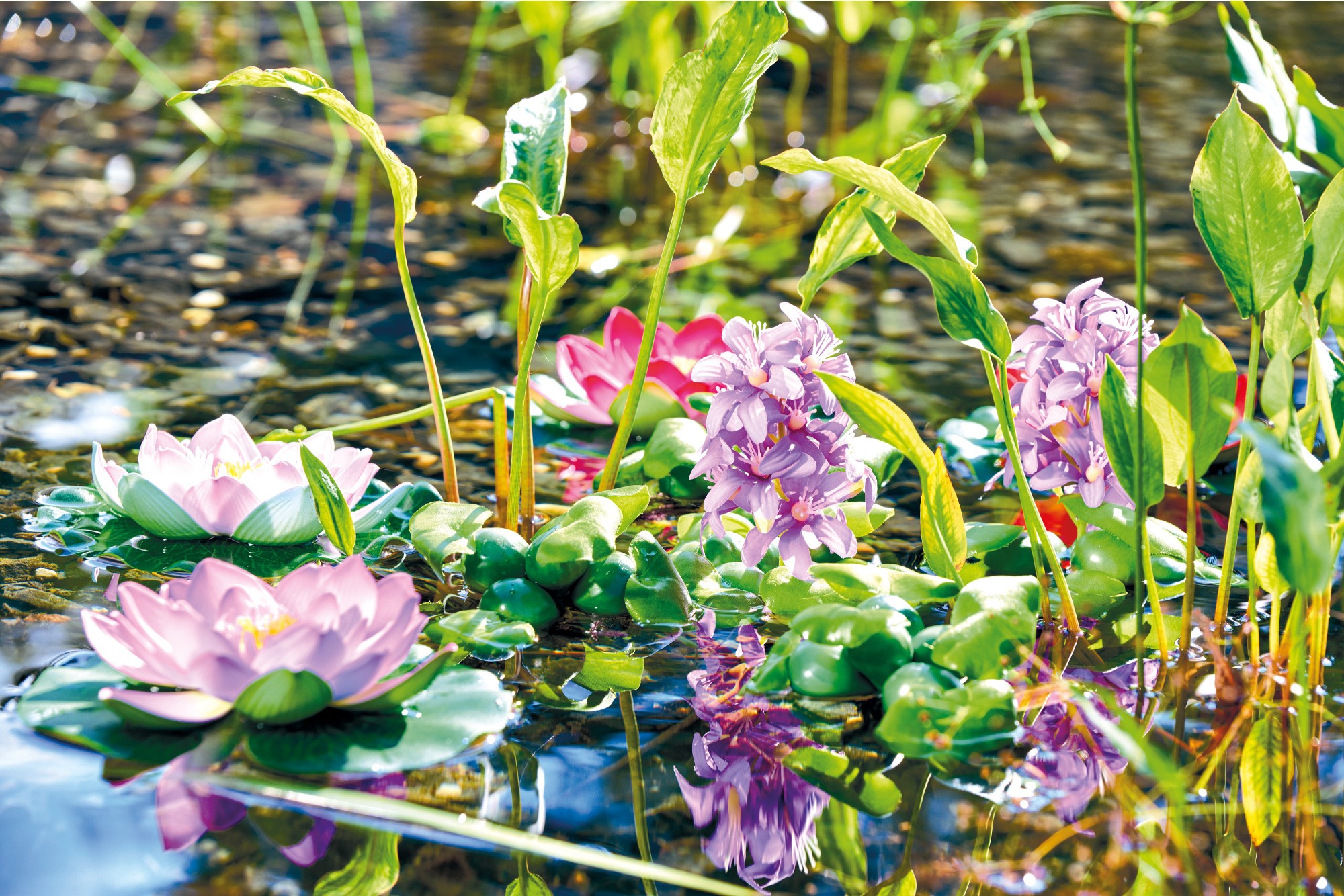 Pontec Rostlina do jezírka - hyacint