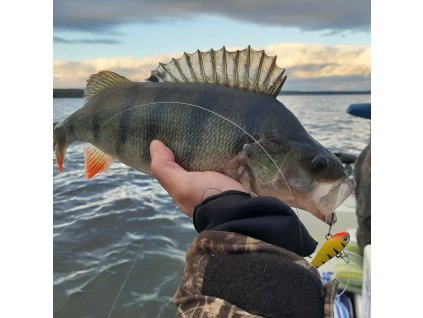 Rybářský průvodce - lov dravých ryb z lodě /Nechranická přehrada /  5 hodin Rybaření