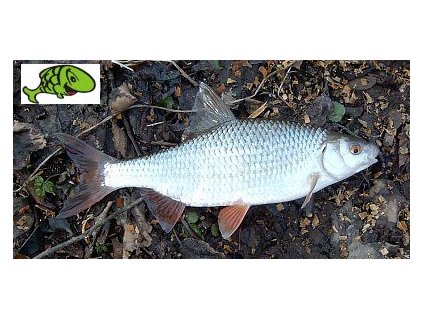 299 nastrazni rybicky plotice ploticky aktualne 5cm 10cm