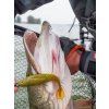 berkley gumova nastraha powerbait cullshad ayu (2)